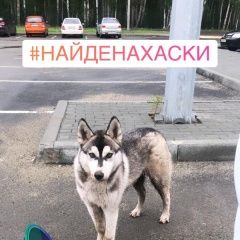 Подробнее об объявлении «Челябинск Найдена собака кобель хаски молодой» Фото: найдена собака  «Челябинск Найдена собака кобель хаски молодой» в г. Челябинск