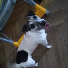 Подробнее об объявлении «Найдена собака кобель Реутов» Фото: найдена собака  «Найдена собака кобель Реутов» в г. Реутов