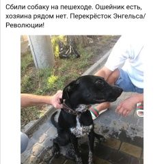 Подробнее об объявлении «Найдена собака кобель Новороссийск» Фото: найдена собака Курцхаар «Найдена собака кобель Новороссийск» в г. Новороссийск