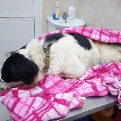 Подробнее об объявлении «Липецк Найдена собака, сука» Фото: найдена собака  «Липецк Найдена собака, сука» в г. Липецк