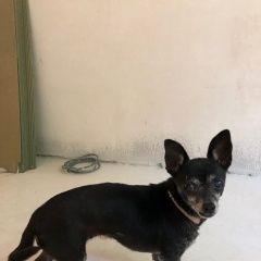 Подробнее об объявлении «Краснодар Найдена собака» Фото: найдена собака  «Краснодар Найдена собака» в г. Краснодар