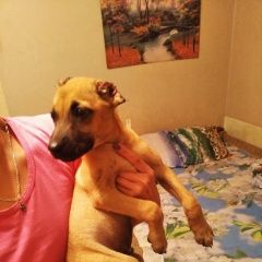 Подробнее об объявлении «Челябинск Найдена собака кобель щенок» Фото: найдена собака  «Челябинск Найдена собака кобель щенок» в г. Челябинск