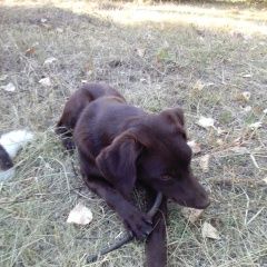 Подробнее об объявлении «Краснодар Найдена собака» Фото: найдена собака  «Краснодар Найдена собака» в г. Краснодар