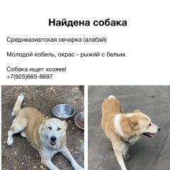 Подробнее об объявлении «Мытищи Найдена собака кобель алабай» Фото: найдена собака Среднеазиатская овчарка «Мытищи Найдена собака кобель алабай» в г. Мытищи