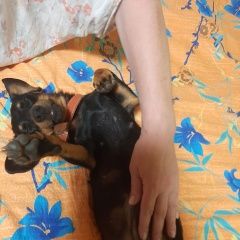 Подробнее об объявлении «Ангарск Найдена собака такса девочка» Фото: найдена собака Такса «Ангарск Найдена собака такса девочка» в г. Ангарск