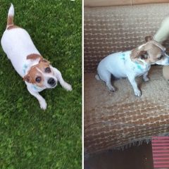 Подробнее об объявлении «Обнинск Найдена собака» Фото: найдена собака Джек рассел терьер «Обнинск Найдена собака» в г. Обнинск