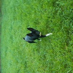 Подробнее об объявлении «Найдена собака Нижний Новгород» Фото: найдена собака  «Найдена собака Нижний Новгород» в г. Нижний Новгород