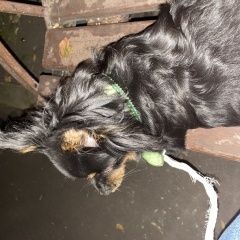 Подробнее об объявлении «Найдена собака  Москва» Фото: найдена собака Той-терьер «Найдена собака  Москва» в г. Москва