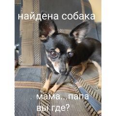 Подробнее об объявлении «Найдена собака  22 августа 2020г. Саратов» Фото: найдена собака Чихуахуа «Найдена собака  22 августа 2020г. Саратов» в г. Саратов