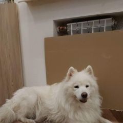 Подробнее об объявлении «Найдена собака самоед в синем ошейнике Нижний Новгород» Фото: найдена собака Самоедская лайка «Найдена собака самоед в синем ошейнике Нижний...» в г. Нижний Новгород