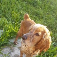 Подробнее об объявлении «Найдена собака кобель спаниель рыжий талдомский район Дмитров» Фото: найдена собака Английский кокер-спаниель «Найдена собака кобель спаниель рыжий талдомский...» в г. Дмитров