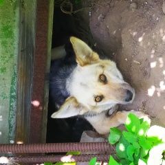 Подробнее об объявлении «Бронницы Найдена собака девочка» Фото: найдена собака  «Бронницы Найдена собака девочка» в г. Бронницы