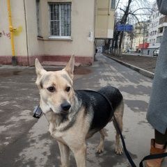 Подробнее об объявлении «Найдена собака.. м. авиамоторная Москва» Фото: найдена собака  «Найдена собака.. м. авиамоторная Москва» в г. Москва