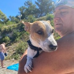 Подробнее об объявлении «Геленджик Найдена собака кобель джек рассел» Фото: найдена собака Джек рассел терьер «Геленджик Найдена собака кобель джек рассел» в г. Геленджик