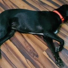 Подробнее об объявлении «Краснодар Найдена собака в районе ул.черкасской чёрная со» Фото: найдена собака  «Краснодар Найдена собака в районе ул.черкасской...» в г. Краснодар