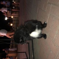 Подробнее об объявлении «Геленджик Найдена собака кобель чёрный пекинес» Фото: найдена собака Пекинес «Геленджик Найдена собака кобель чёрный пекинес» в г. Геленджик