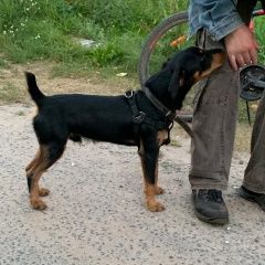 Подробнее об объявлении «Найдена собака кобель молодой пёс. хозяева отзовитесь Орехово-Зуево» Фото: найдена собака  «Найдена собака кобель молодой пёс. хозяева...» в г. Орехово-Зуево