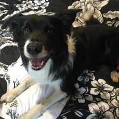 Подробнее об объявлении «Найдена собака кобель в районе речного вокзала Москва» Фото: найдена собака  «Найдена собака кобель в районе речного вокзала...» в г. Москва