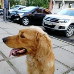 Подробнее об объявлении «Иркутск Найдена собака кобель молодой кобель» Фото: найдена собака  «Иркутск Найдена собака кобель молодой кобель» в г. Иркутск