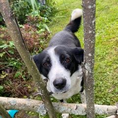 Подробнее об объявлении «Угра Найдена собака в нском районе» Фото: найдена собака  «Угра Найдена собака в нском районе» в г. Угра