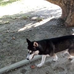 Подробнее об объявлении «Краснодар Найдена собака кобель» Фото: найдена собака  «Краснодар Найдена собака кобель» в г. Краснодар