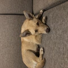 Подробнее об объявлении «Воронеж Найдена собака» Фото: найдена собака  «Воронеж Найдена собака» в г. Воронеж