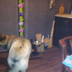 Подробнее об объявлении «Найдена собака кобель Электросталь» Фото: найдена собака  «Найдена собака кобель Электросталь» в г. Электросталь