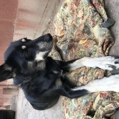 Подробнее об объявлении «Йошкар-Ола Найдена собака» Фото: найдена собака  «Йошкар-Ола Найдена собака» в г. Йошкар-Ола