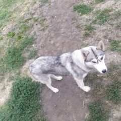 Подробнее об объявлении «Краснодар Найдена собака самка хаски» Фото: найдена собака Сибирская хаски «Краснодар Найдена собака самка хаски» в г. Краснодар