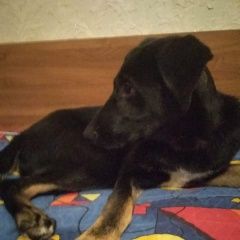 Подробнее об объявлении «Найдена собака Троицк» Фото: найдена собака  «Найдена собака Троицк» в г. Троицк