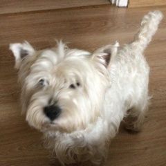 Подробнее об объявлении «Найдена собака кобель вест Москва» Фото: найдена собака Вест хайленд уайт терьер «Найдена собака кобель вест Москва» в г. Москва