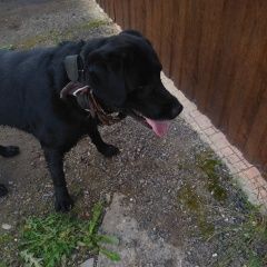 Подробнее об объявлении «Обнинск Найдена собака кобель порода лабрадор» Фото: найдена собака Лабрадор ретривер «Обнинск Найдена собака кобель порода лабрадор» в г. Обнинск