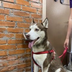 Подробнее об объявлении «Найдена собака кобель подросток хаски Москва» Фото: найдена собака Сибирская хаски «Найдена собака кобель подросток хаски Москва» в г. Москва