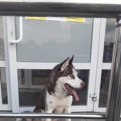 Подробнее об объявлении «Найдена собака кобель породы хаски Мытищи» Фото: найдена собака Сибирская хаски «Найдена собака кобель породы хаски Мытищи» в г. Мытищи