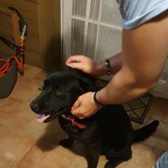 Подробнее об объявлении «Обнинск Найдена собака хозяин найдись» Фото: найдена собака  «Обнинск Найдена собака хозяин найдись» в г. Обнинск