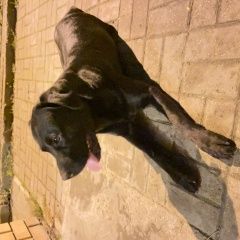 Подробнее об объявлении «Казань Найдена собака кобель» Фото: найдена собака  «Казань Найдена собака кобель» в г. Казань
