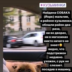 Подробнее об объявлении «Найдена собака кобель Москва» Фото: найдена собака Йоркширский терьер «Найдена собака кобель Москва» в г. Москва