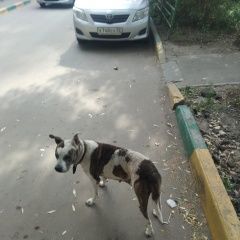 Подробнее об объявлении «Найдена собака ленинский район Нижний Новгород» Фото: найдена собака  «Найдена собака ленинский район Нижний Новгород» в г. Нижний Новгород