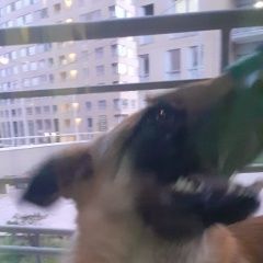 Подробнее об объявлении «Найдена собака кобель Королев» Фото: найдена собака  «Найдена собака кобель Королев» в г. Королев