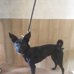 Подробнее об объявлении «Найдена собака метис девочка Москва» Фото: найдена собака  «Найдена собака метис девочка Москва» в г. Москва