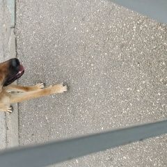 Подробнее об объявлении «Найдена собака Нижний Новгород» Фото: найдена собака  «Найдена собака Нижний Новгород» в г. Нижний Новгород