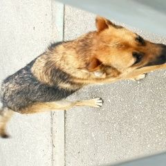 Подробнее об объявлении «Найдена собака Нижний Новгород» Фото: найдена собака  «Найдена собака Нижний Новгород» в г. Нижний Новгород