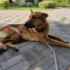 Подробнее об объявлении «Найдена собака кобель Москва» Фото: найдена собака  «Найдена собака кобель Москва» в г. Москва