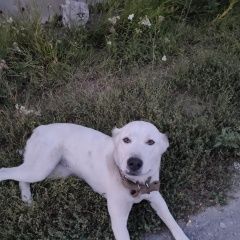 Подробнее об объявлении «Липецк Найдена собака породы алабай» Фото: найдена собака  «Липецк Найдена собака породы алабай» в г. Липецк