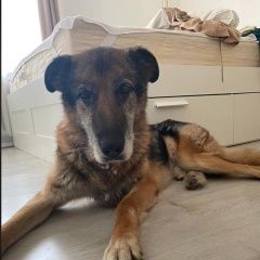 Подробнее об объявлении «Найдена собака кобель крупный старый кобель Москва» Фото: найдена собака Немецкая овчарка «Найдена собака кобель крупный старый кобель Москва» в г. Москва