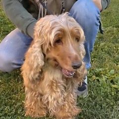 Подробнее об объявлении «Найдена собака спаниель чертаново Москва» Фото: найдена собака Английский кокер-спаниель «Найдена собака спаниель чертаново Москва» в г. Москва