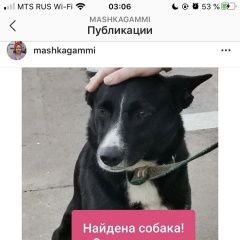 Подробнее об объявлении «Найдена собака кобель -кабель Москва» Фото: найдена собака  «Найдена собака кобель -кабель Москва» в г. Москва