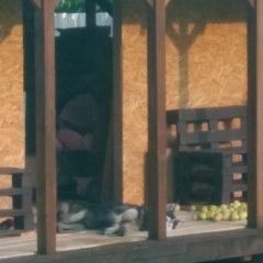Подробнее об объявлении «Найдена собака Клязьма» Фото: найдена собака  «Найдена собака Клязьма» в г. Клязьма