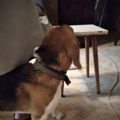 Подробнее об объявлении «Найдена собака кобель прибился пёс Москва» Фото: найдена собака  «Найдена собака кобель прибился пёс Москва» в г. Москва