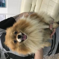 Подробнее об объявлении «Найдена собака кобель шпиц Москва» Фото: найдена собака Померанский шпиц «Найдена собака кобель шпиц Москва» в г. Москва